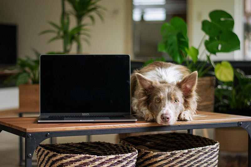 Dog laying next to a laptop