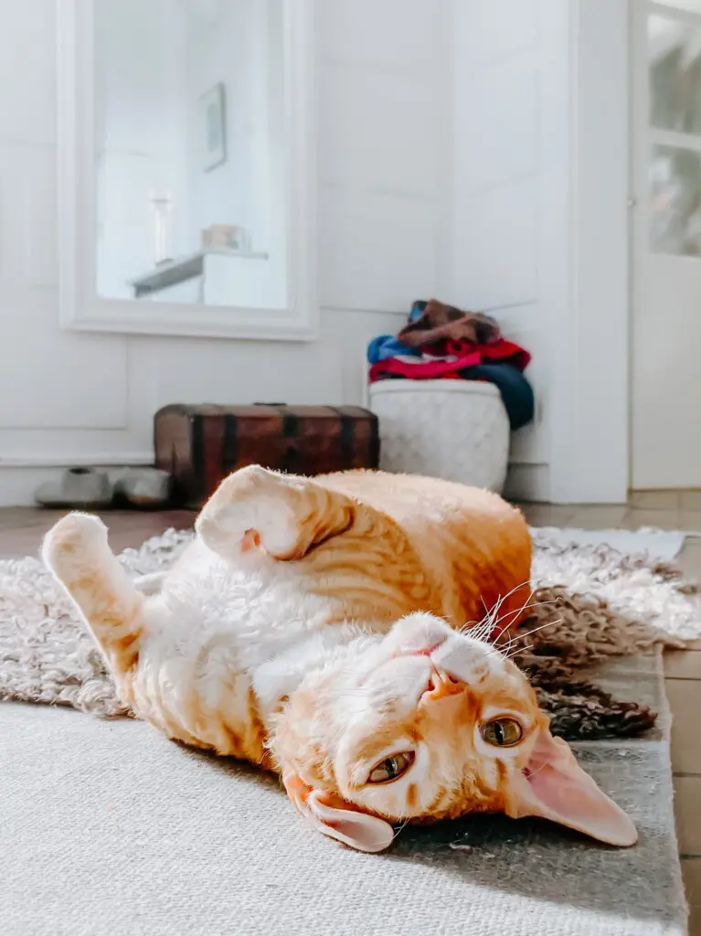 Ginger cat laying on the floor