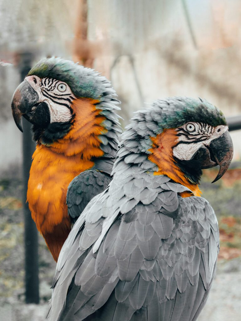 Two yellow and grey macaw friends