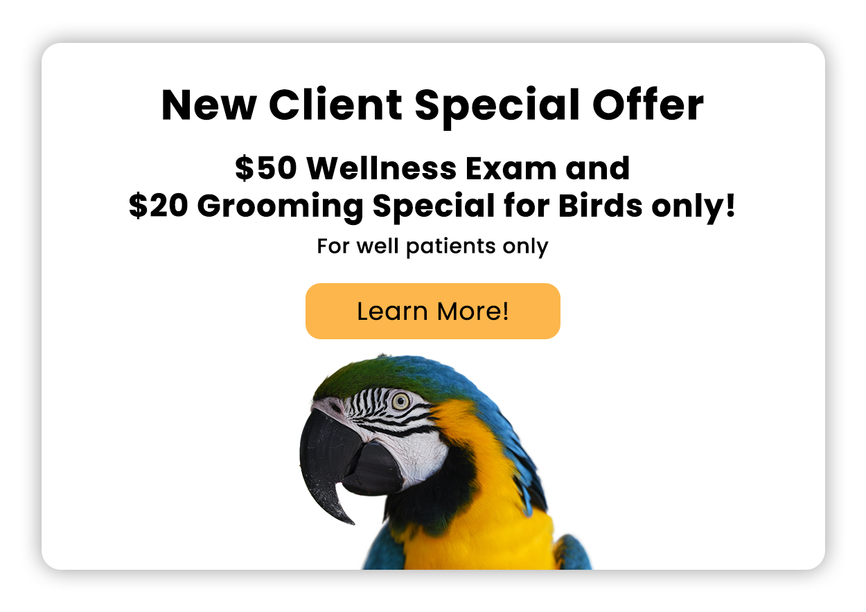 Special Offer! Wellness Exam for Birds $50 with additional offer for $20 Nail Trim