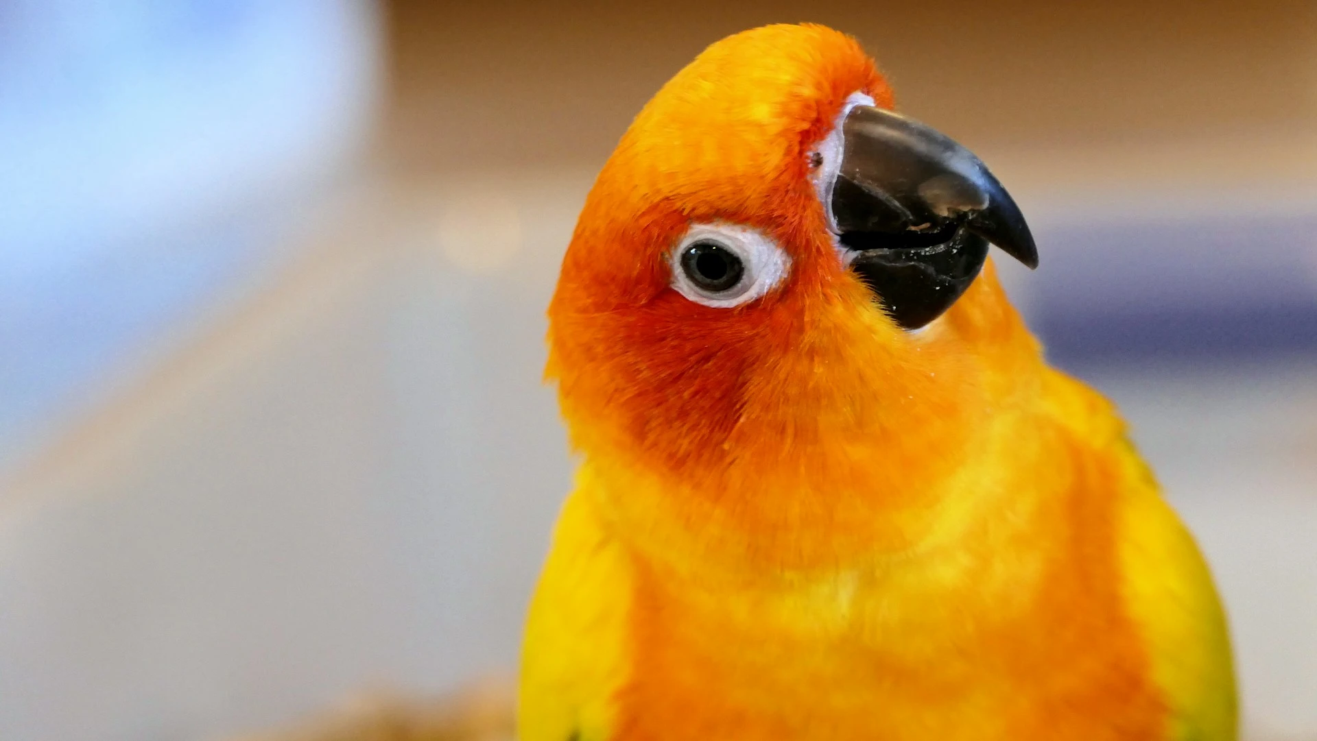 yellow bird tilting her head