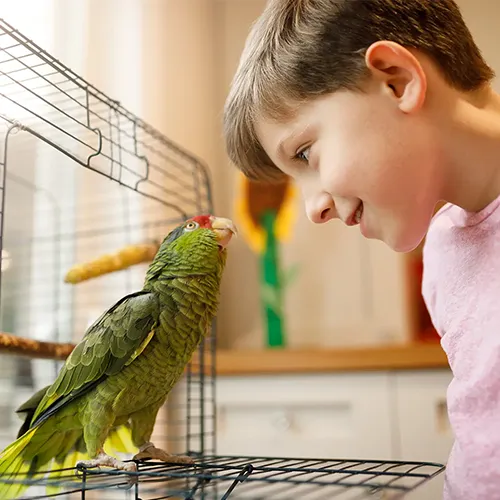 Avian Care