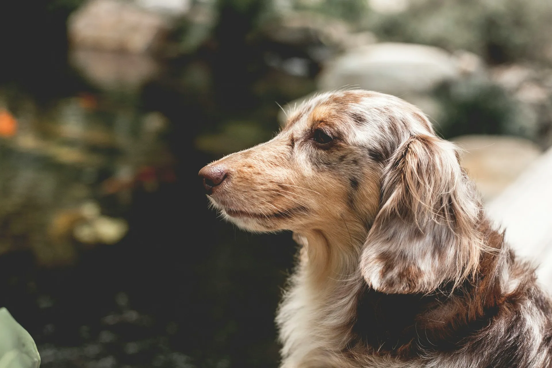 A side profile Dachshund against a blurred garden pond in the background