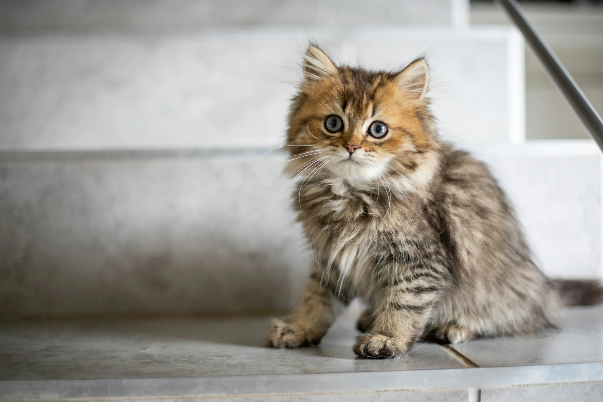 A tabby kitten sits on a grey tiled step.