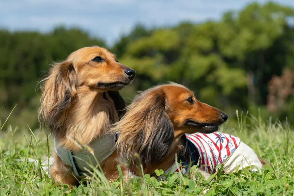 Two dachshunds rest together in a sunlit grassy field.
