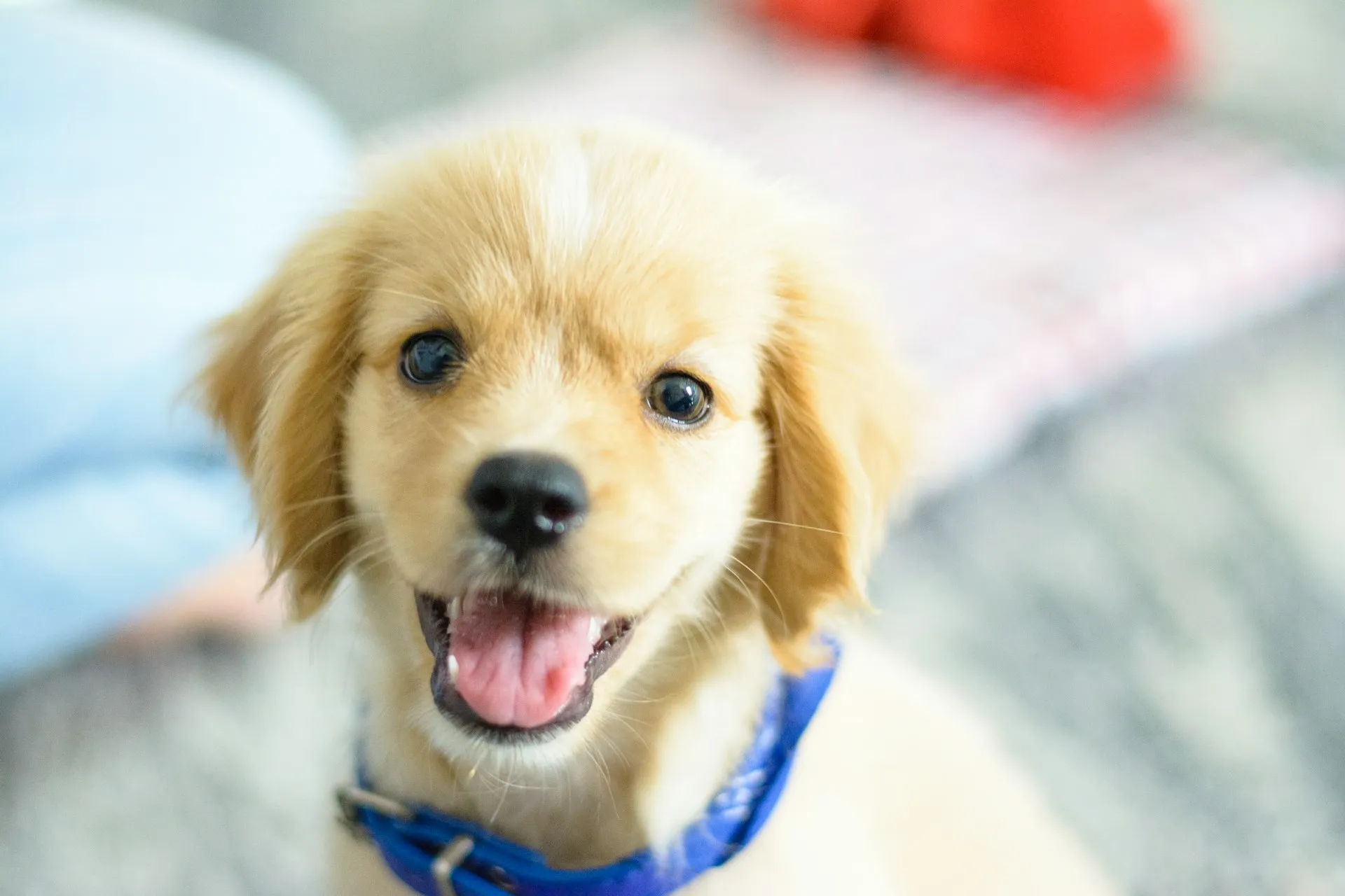 A portrait of a golden puppy wearing a blue collar, looking directly into the camera.