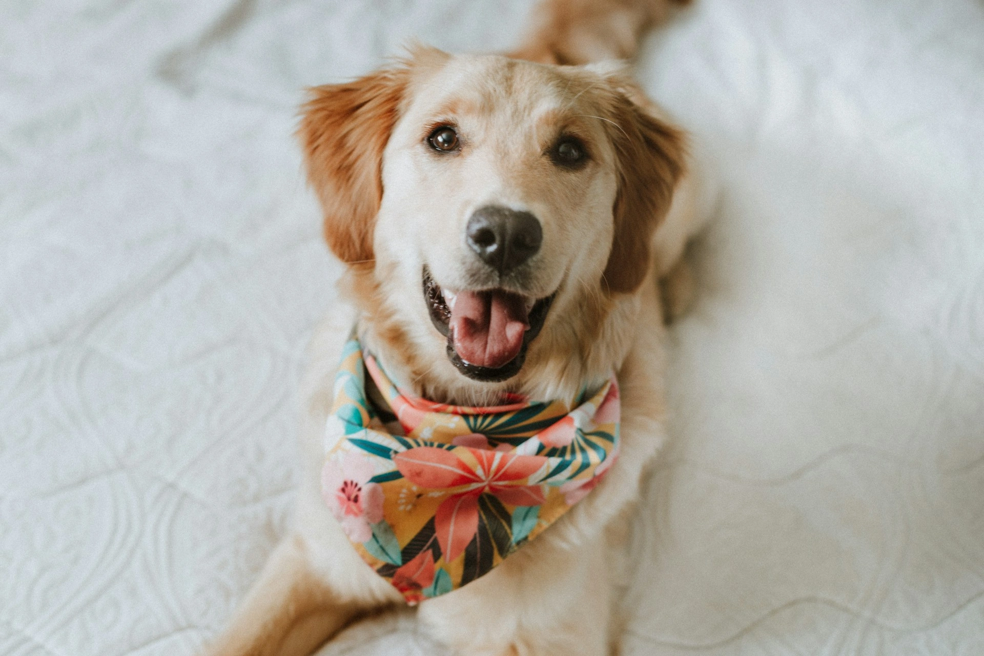 A Golden Retriever with a bandana looks up at the camera.
