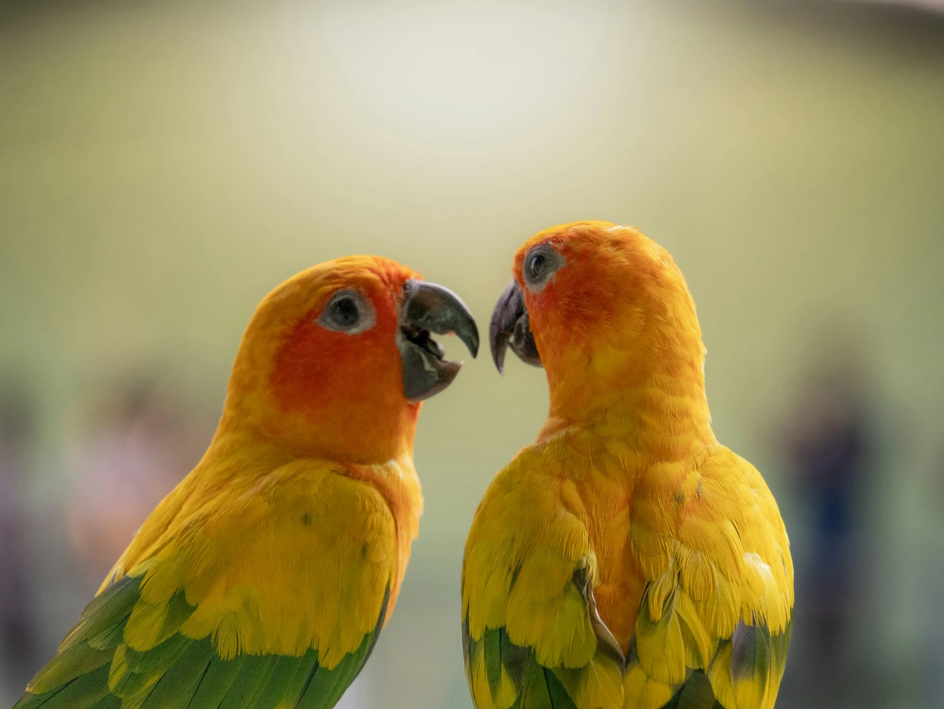 Two vibrant Sun Conures face each other in a close profile.