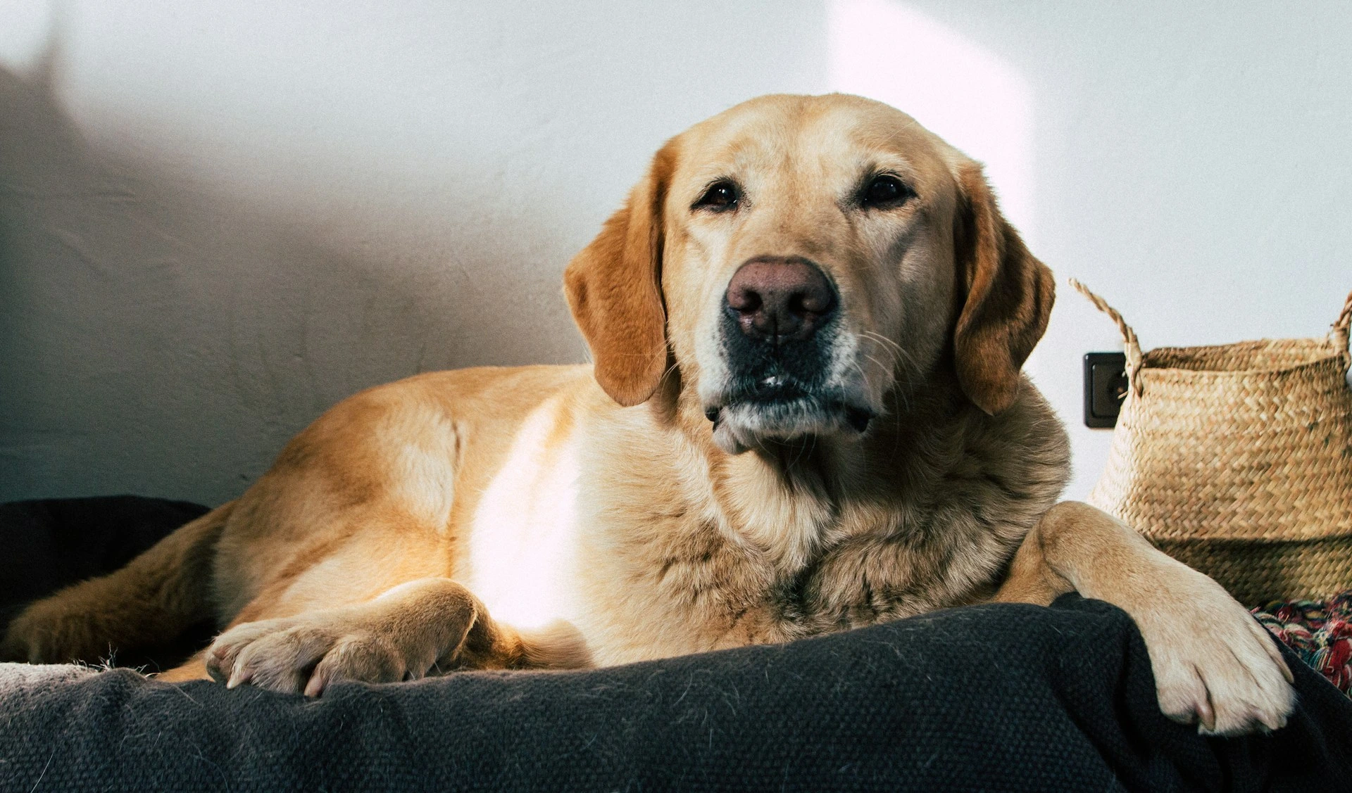 An adult yellow Labrador Retriever lies on a fuzzy pet bed.