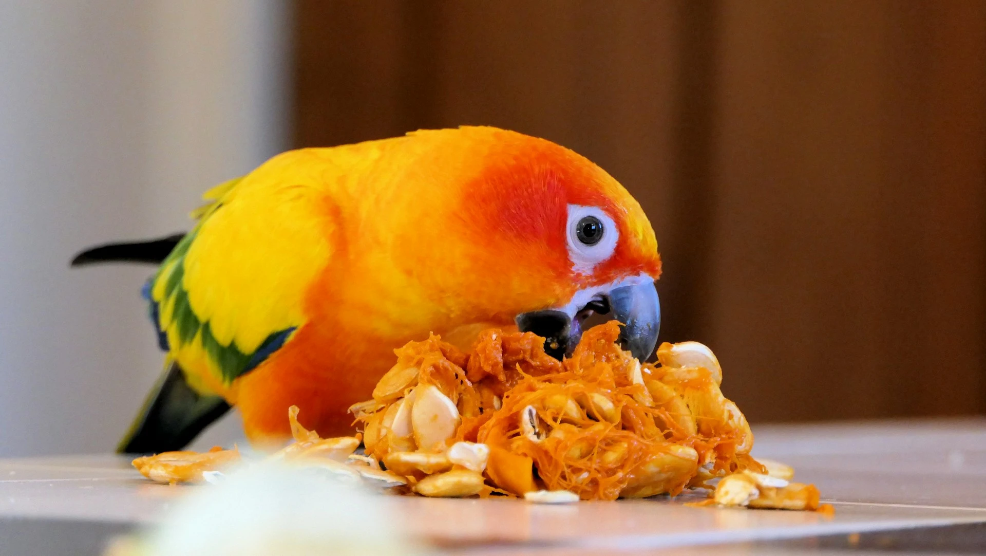 A vibrant Sun Conure with bright orange and yellow feathers eats fresh pumpkin seeds and pulp on a flat surface.