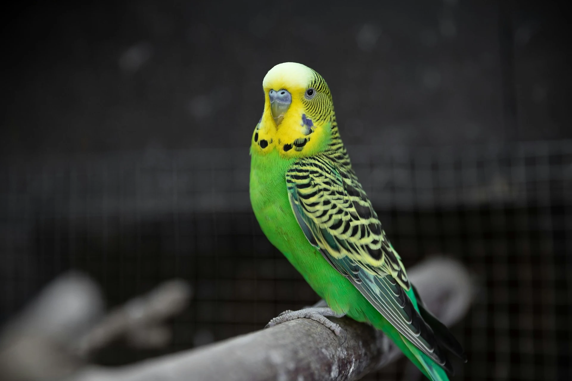 A vibrant budgie perches on a wooden branch.