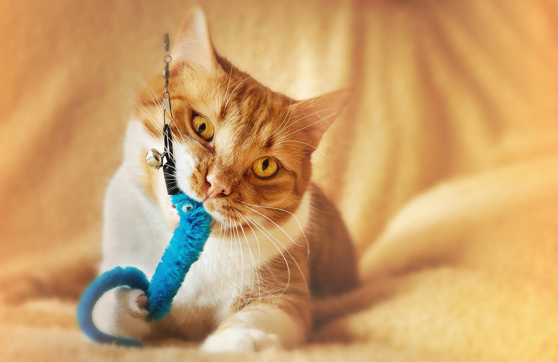 An orange tabby cat bites a blue toy while resting on a blanket.