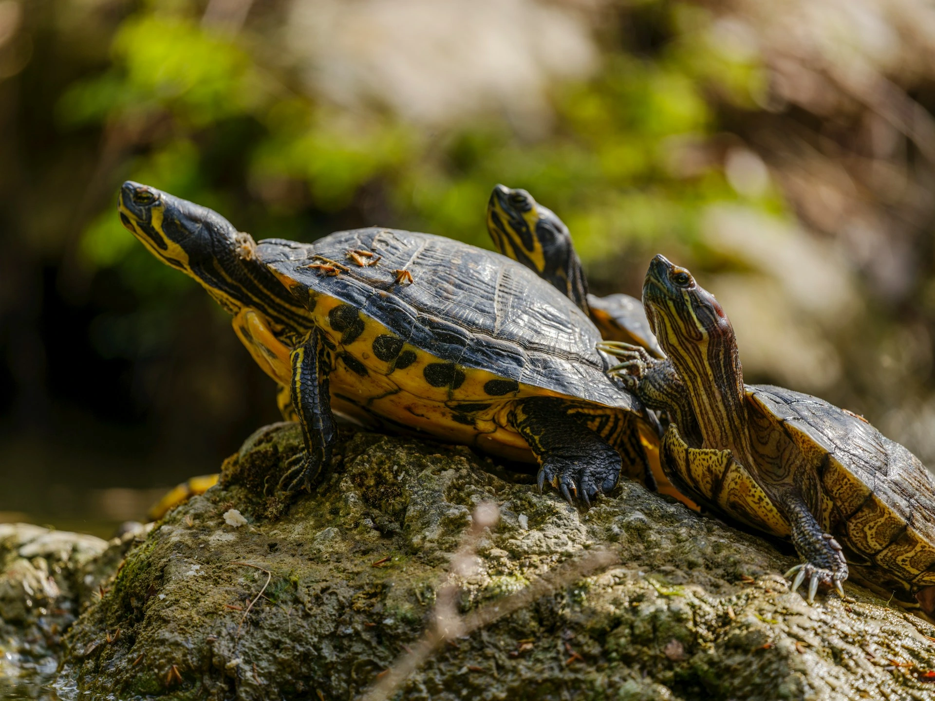 Three yellow-bellied sliders bask on a mossy rock, stretching their necks.