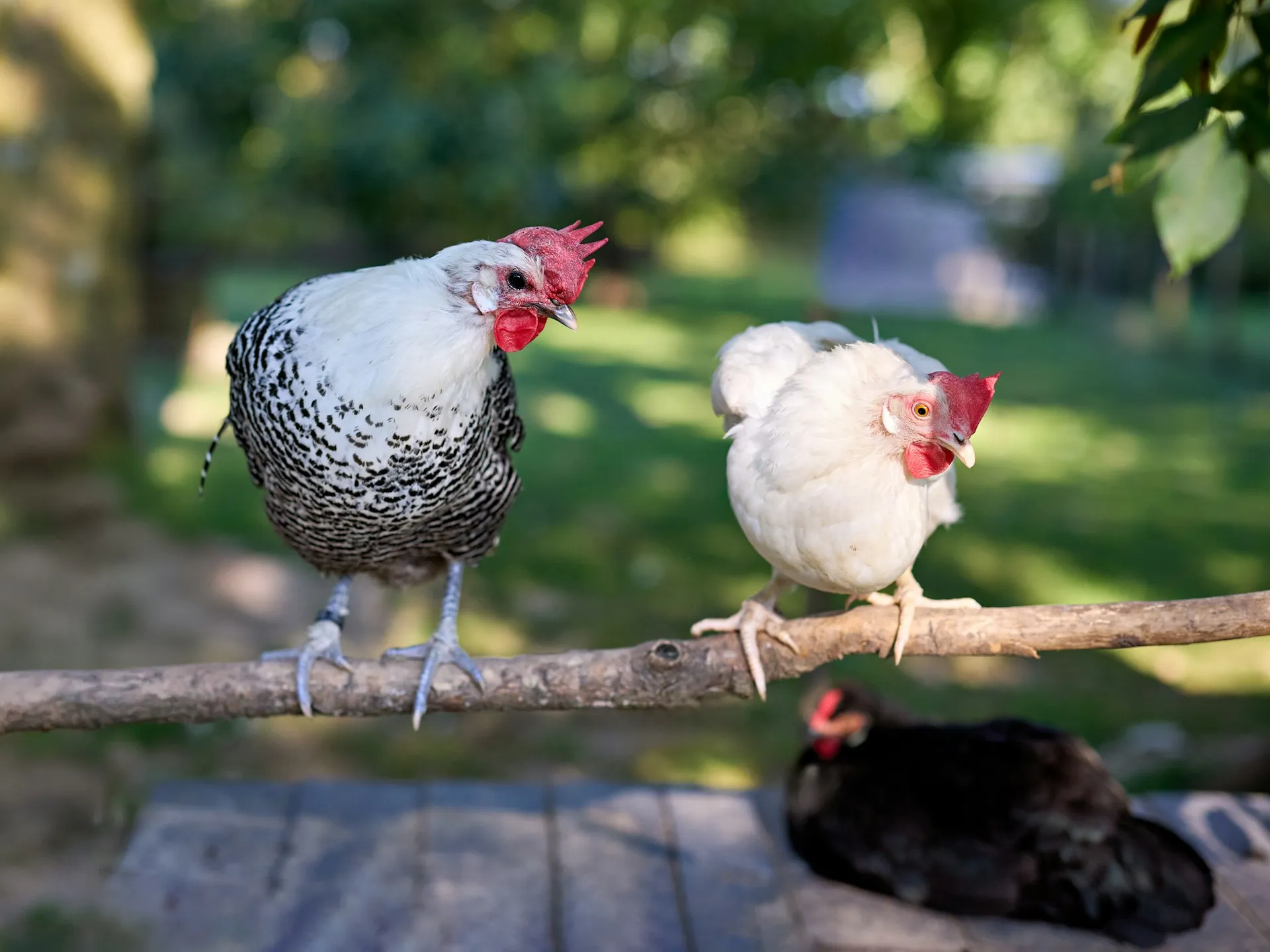 Two chickens perch on a wooden branch in a sunlit yard, while a black hen rests on a wooden surface in the background.