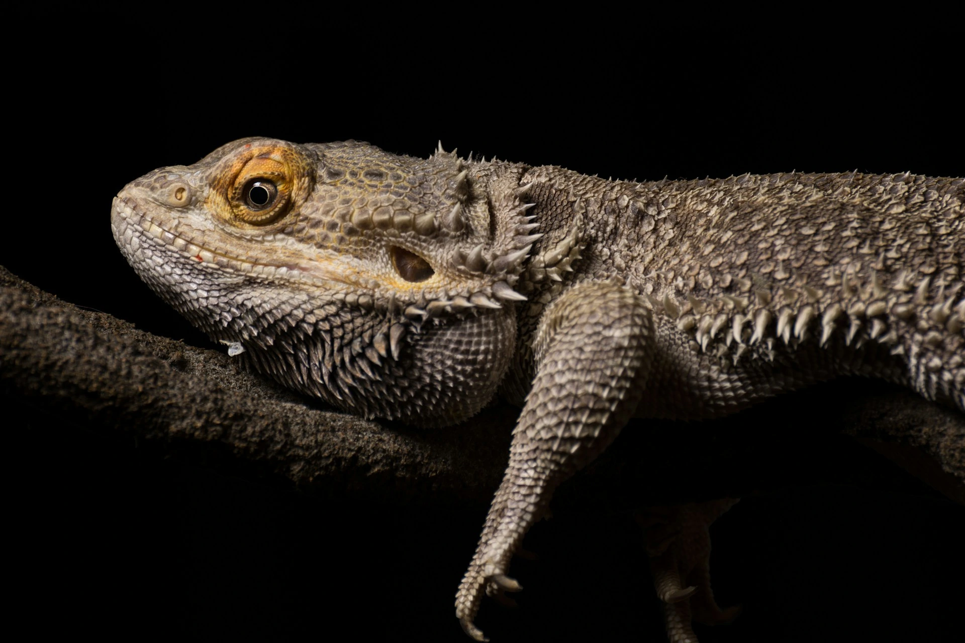 A close-up of a bearded dragon resting on a dark branch against a solid black background.