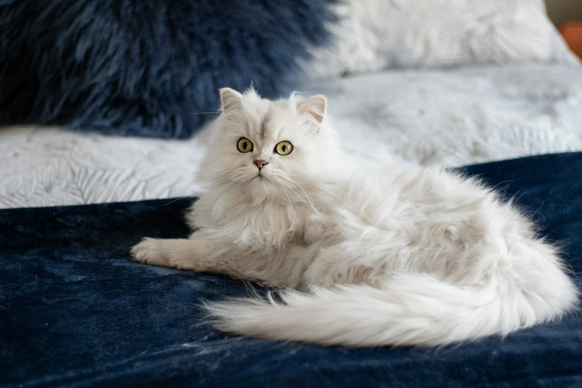 A Persian cat with lies on a dark blue velvet blanket.