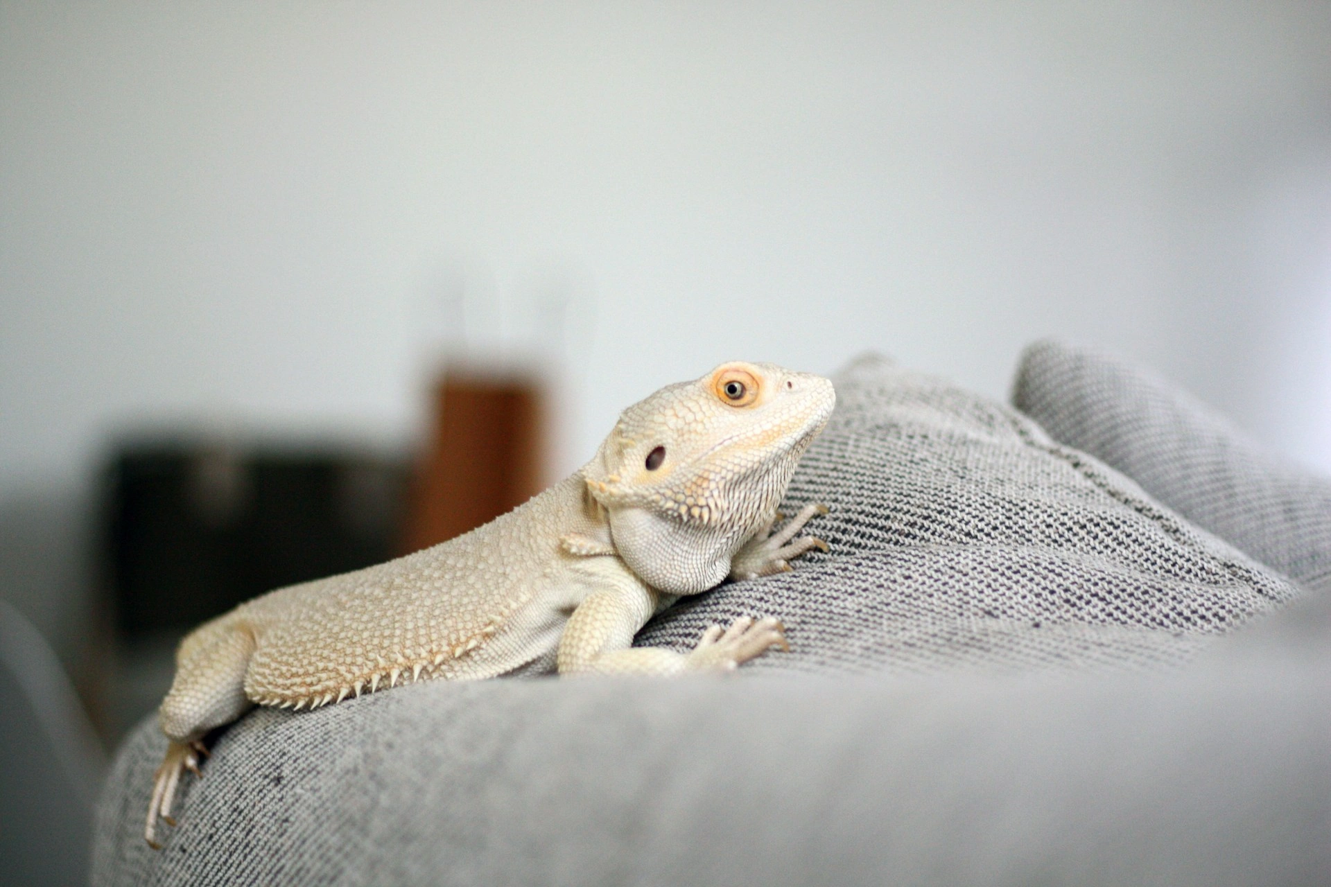 A pale, cream-colored bearded dragon rests on a grey textured fabric surface.