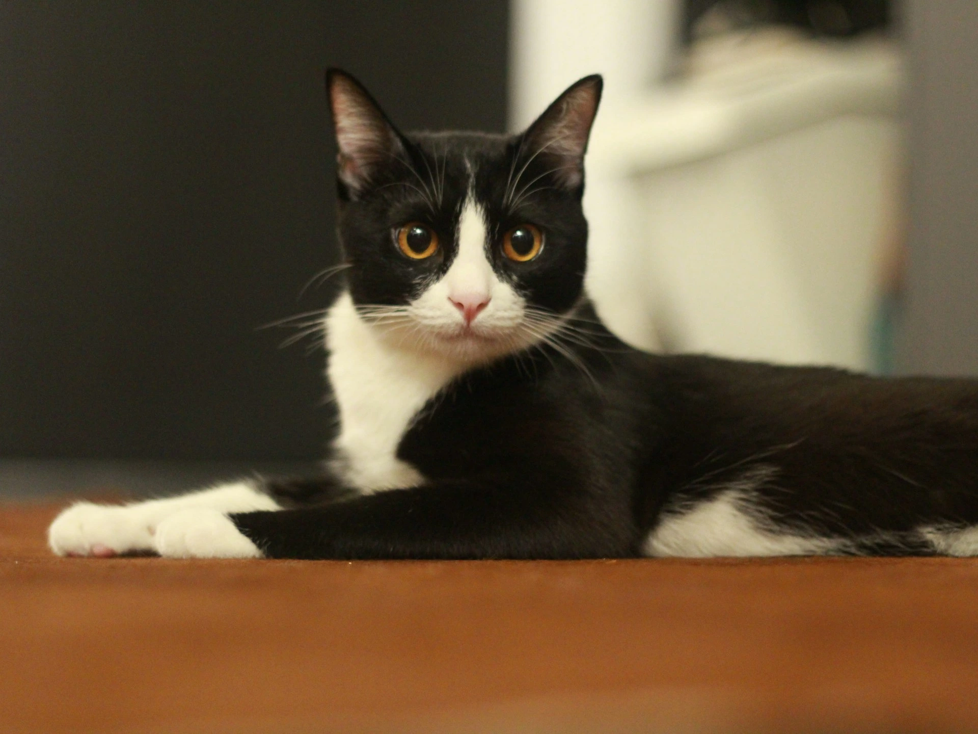 A tuxedo cat lies on a brown surface, staring directly forward.