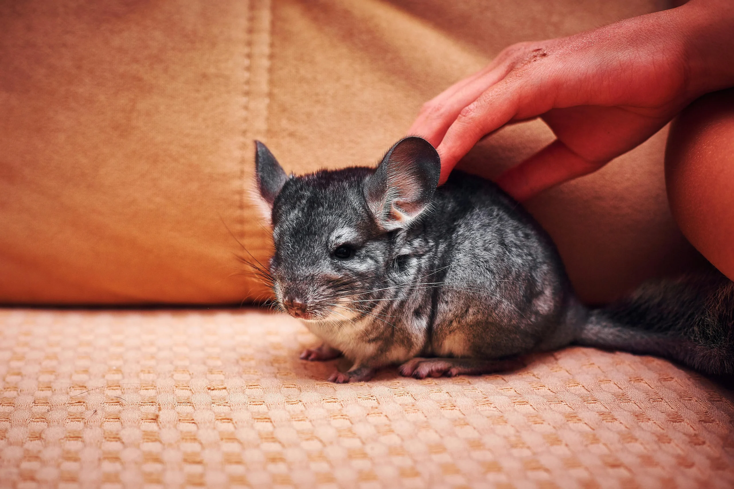 A grey chinchilla with large rounded ears sits on a tan textured sofa while a person pets its back.