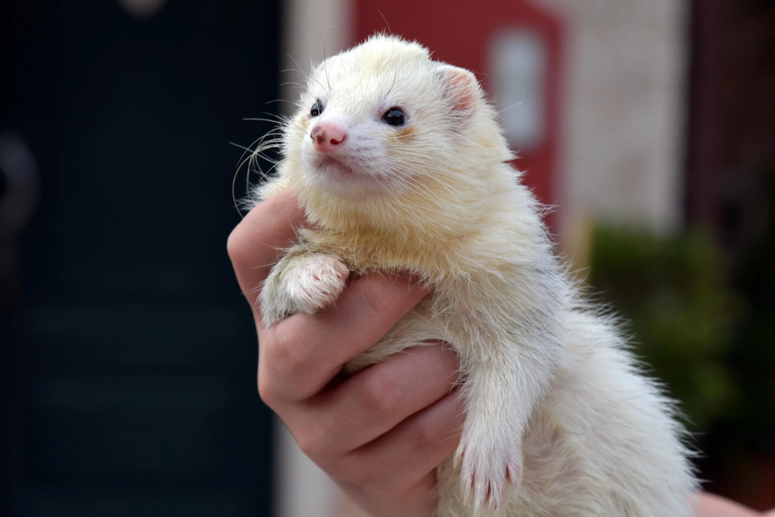 A cream-colored ferret is being held by a person.