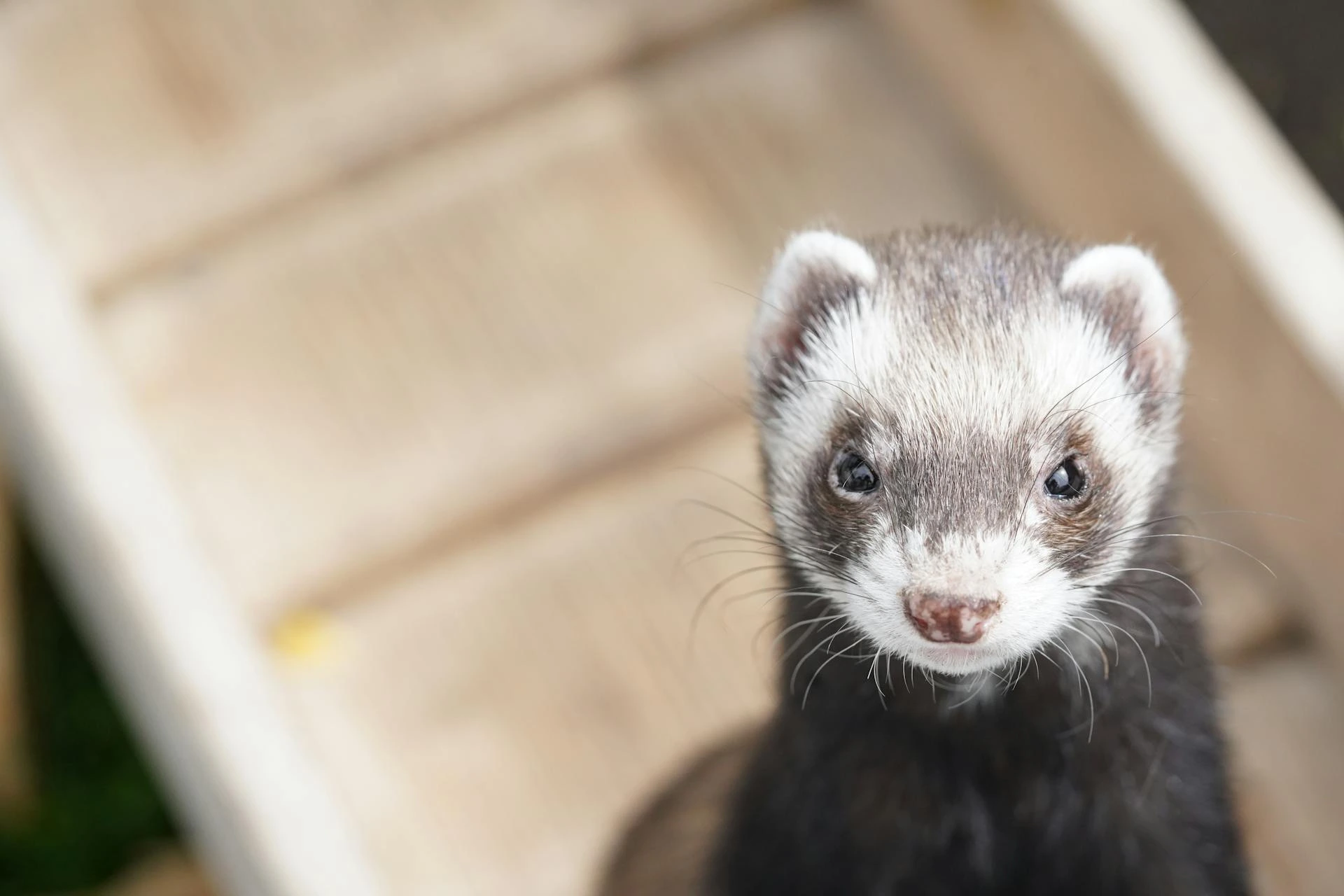 A close-up of a ferret looking directly at the camera.