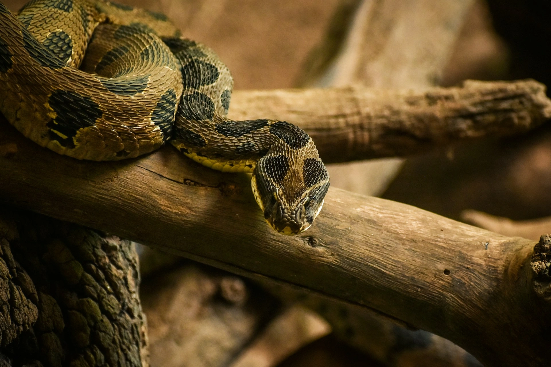 A patterned snake coiled on a weathered wooden branch.