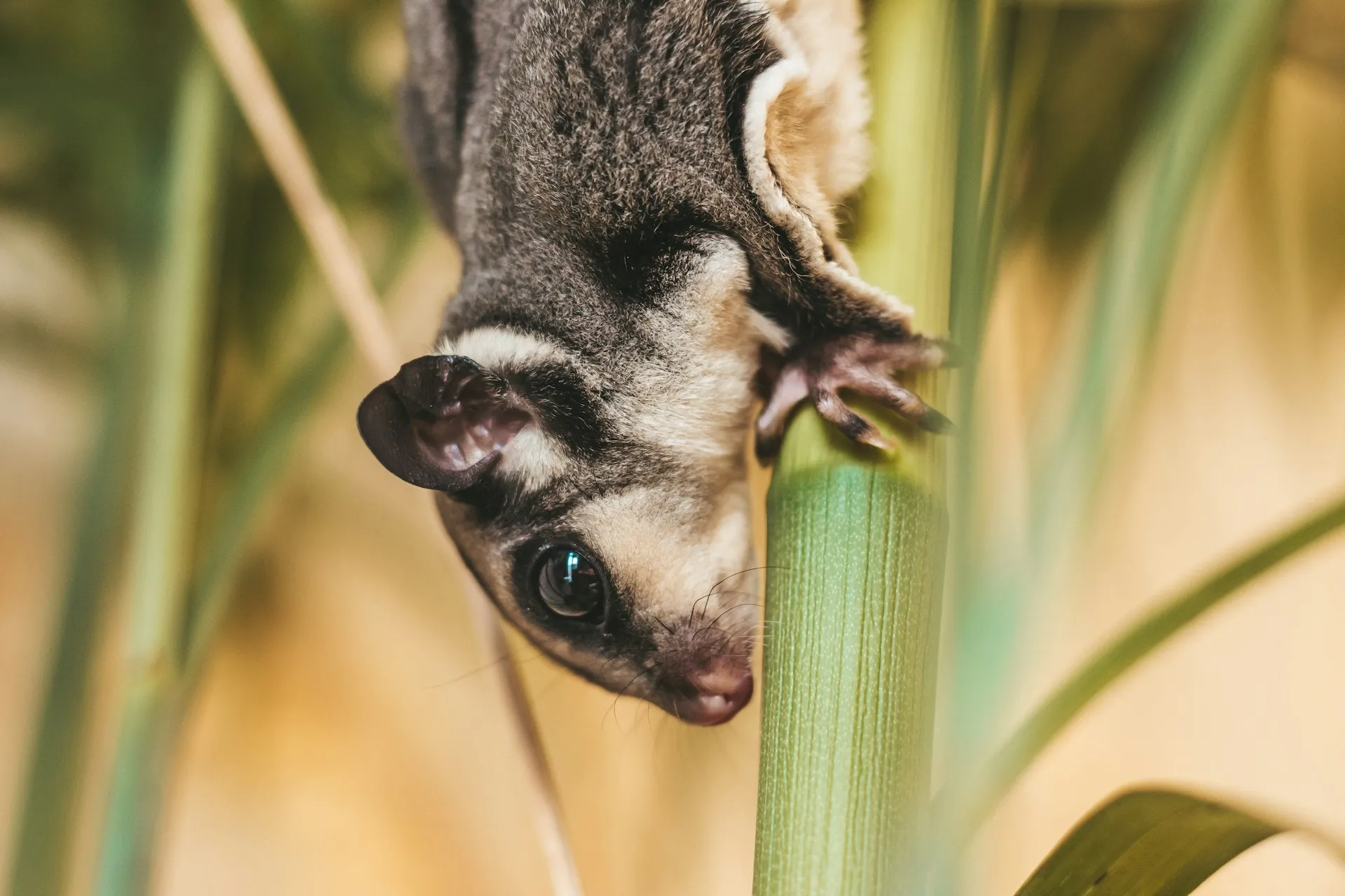 A sugar glider clings to a green plant stem downward.