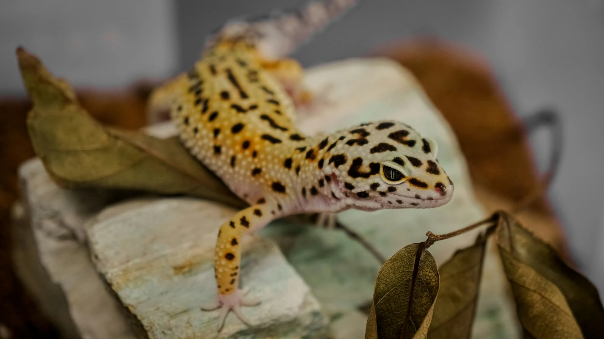 A leopard gecko crawling over a flat rock and dried leaves.