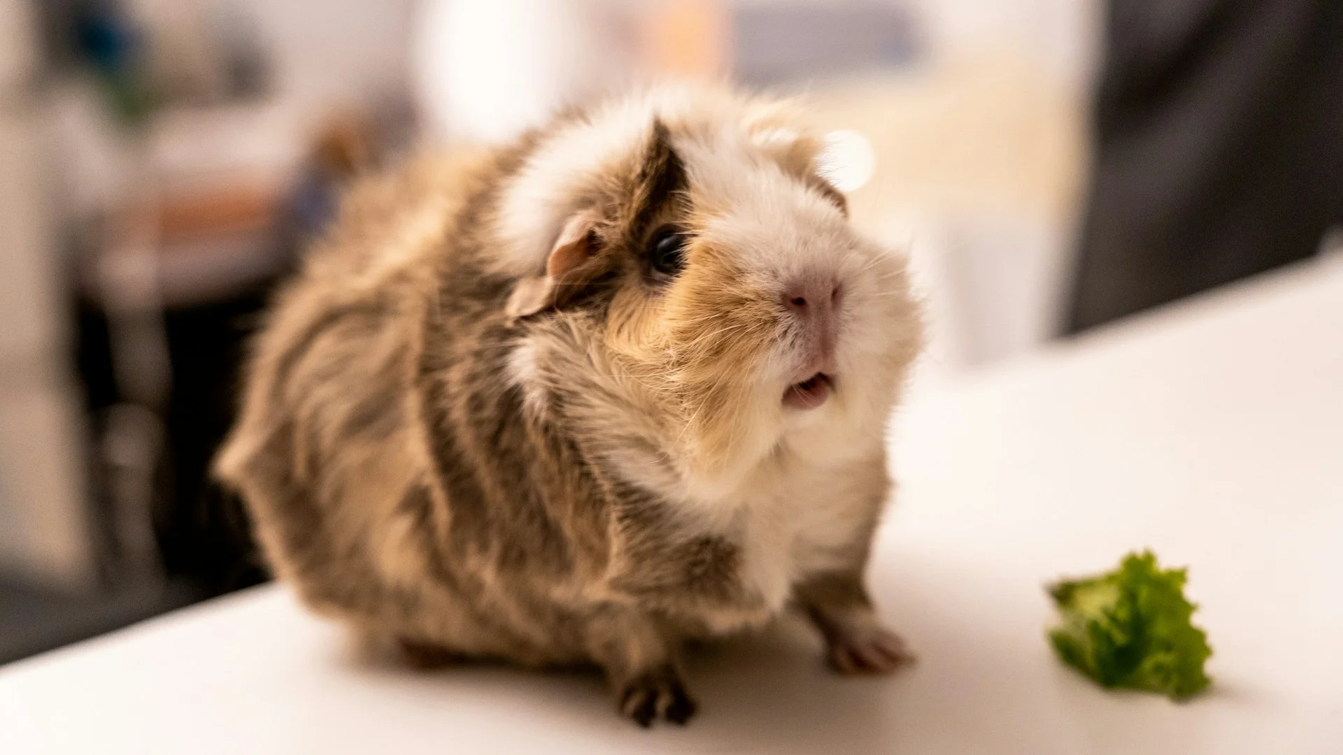A guinea pig looks up standing on a white surface next to a piece of lettuce.